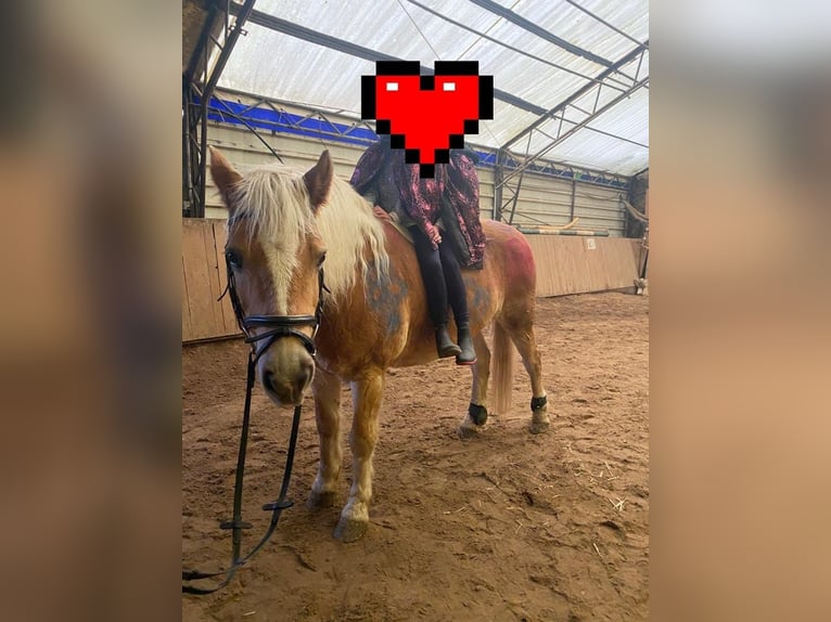 Haflinger Caballo castrado 20 años 145 cm Alazán in Rheine