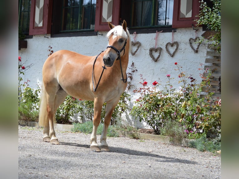 Haflinger Caballo castrado 20 años 147 cm Alazán in Oberreute