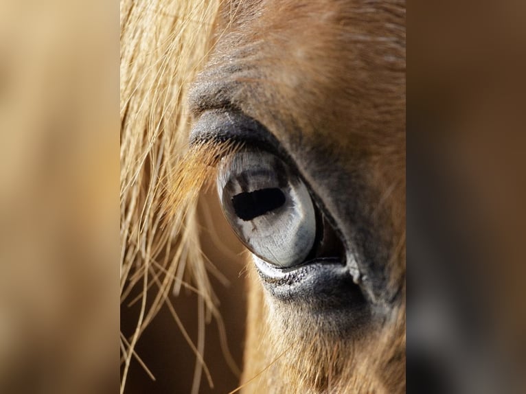 Haflinger Mestizo Caballo castrado 20 años 148 cm Alazán in Schwalmstadt