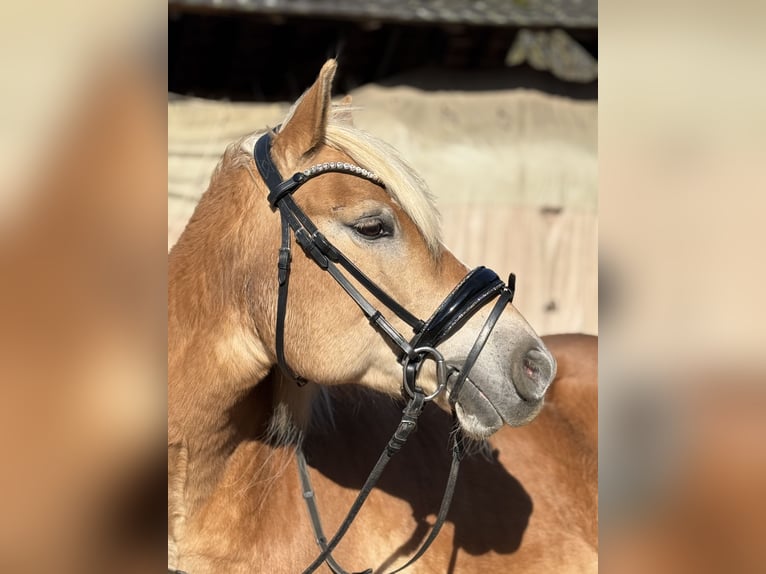 Haflinger Caballo castrado 20 años 150 cm  in Neuss