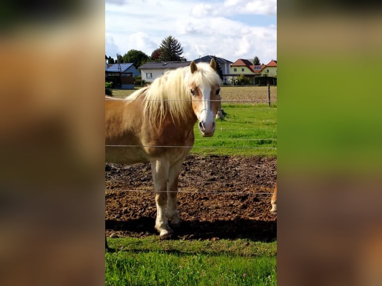 Haflinger Caballo castrado 20 años in Ober-Grafendorf