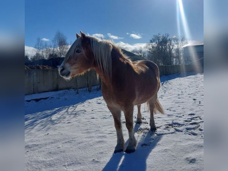 Haflinger Caballo castrado 21 años 150 cm Alazán in Süderholz