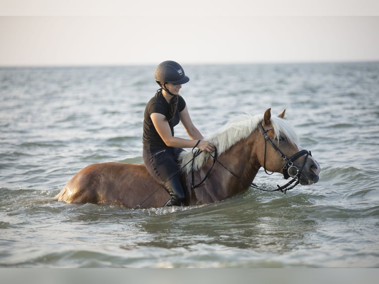 Haflinger Caballo castrado 22 años 145 cm Alazán in Karlsruhe