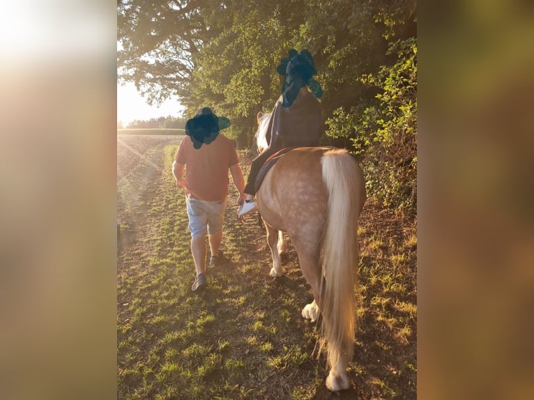 Haflinger Caballo castrado 22 años 150 cm  in Taufkirchen (Vils)
