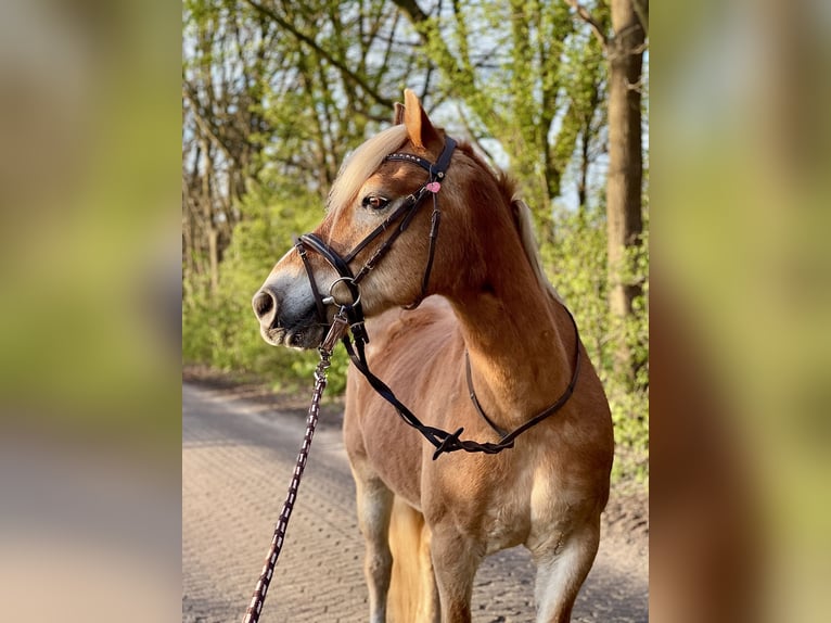 Haflinger Caballo castrado 22 años 151 cm Palomino in Schwanewede