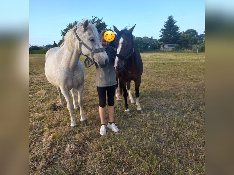 Haflinger Mestizo Caballo castrado 24 años 150 cm in Greifswald
