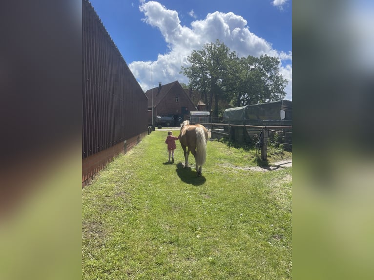 Haflinger Caballo castrado 24 años 153 cm Castaño in Garbsen