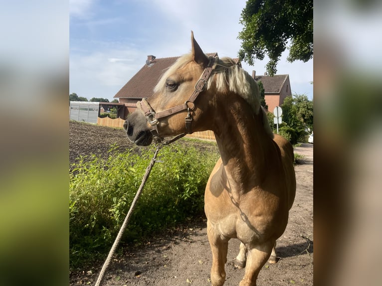 Haflinger Caballo castrado 24 años 153 cm Castaño in Garbsen