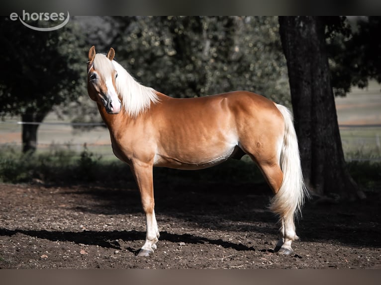 Haflinger Caballo castrado 2 años 145 cm Alazán in St. Veit an der Glan