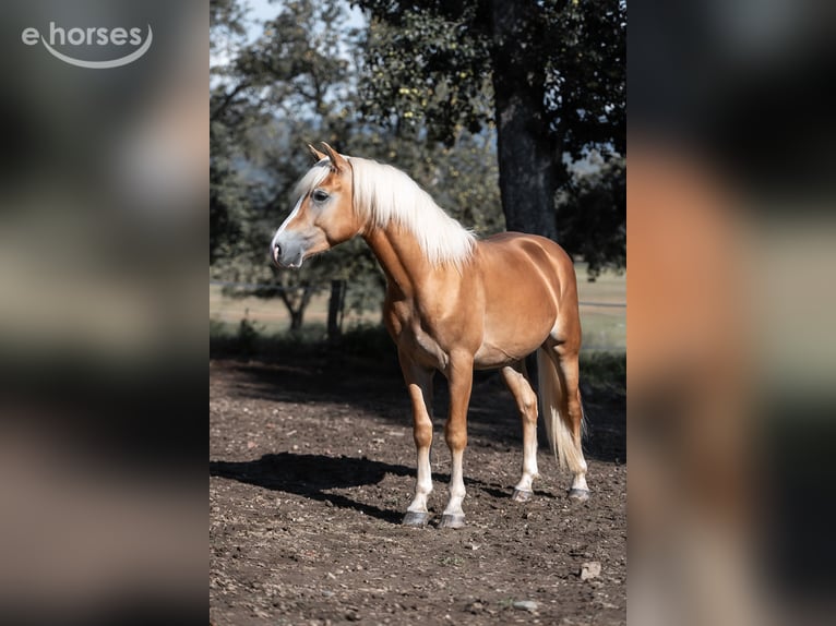 Haflinger Caballo castrado 2 años 145 cm Alazán in St. Veit an der Glan