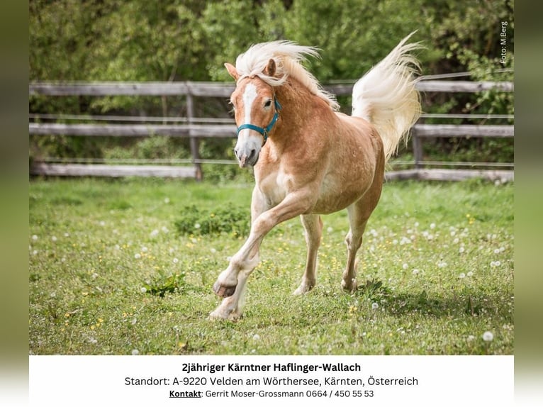 Haflinger Caballo castrado 2 años 147 cm Alazán in Velden