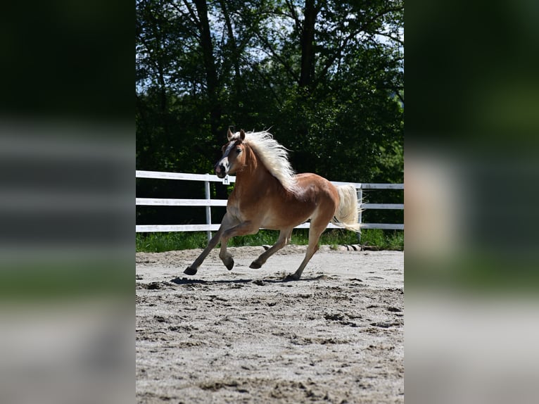 Haflinger Caballo castrado 2 años 147 cm Alazán in Voitsberg