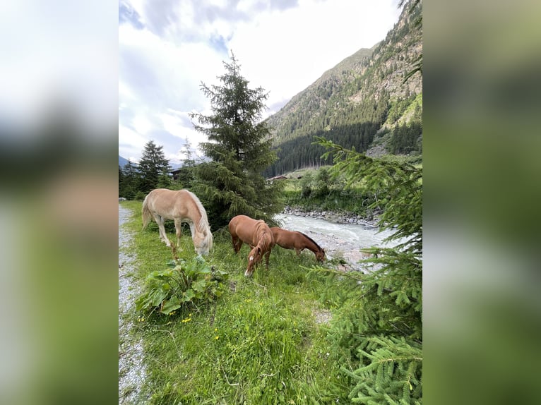 Haflinger Caballo castrado 2 años 147 cm Palomino in St. Leonhard im Pitztal