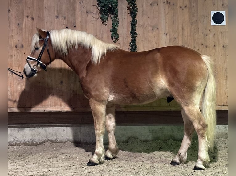 Haflinger Caballo castrado 2 años 148 cm Alazán in Riedlingen