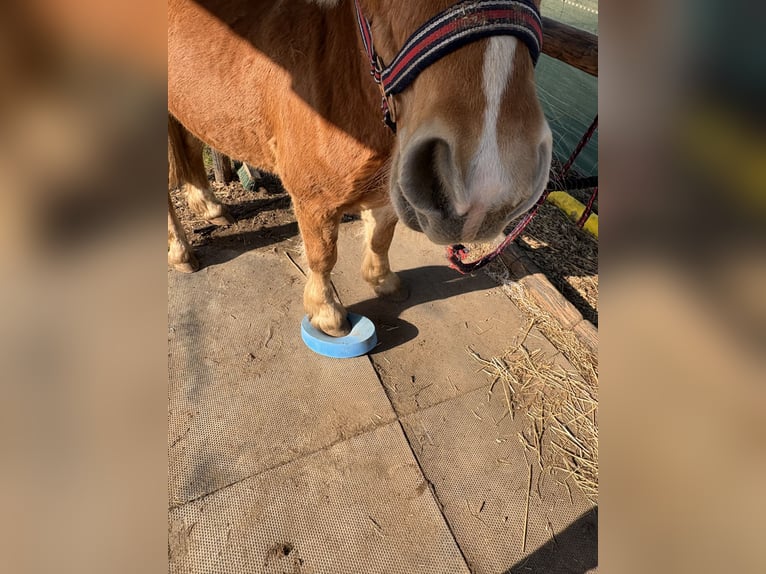 Haflinger Caballo castrado 2 años 148 cm Bayo in Kütten