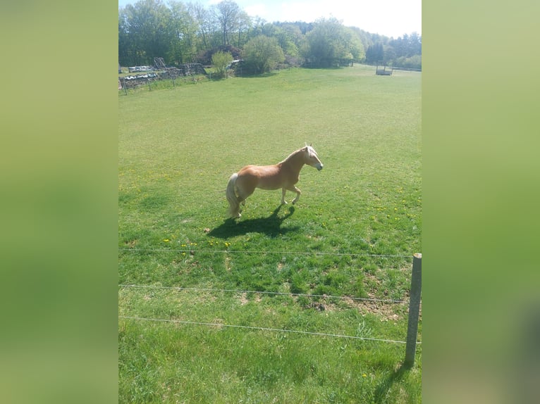 Haflinger Caballo castrado 2 años 148 cm  in Gföhl