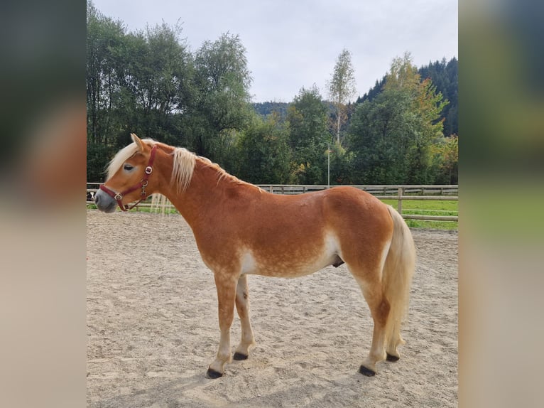 Haflinger Caballo castrado 2 años 149 cm Alazán in Gummern