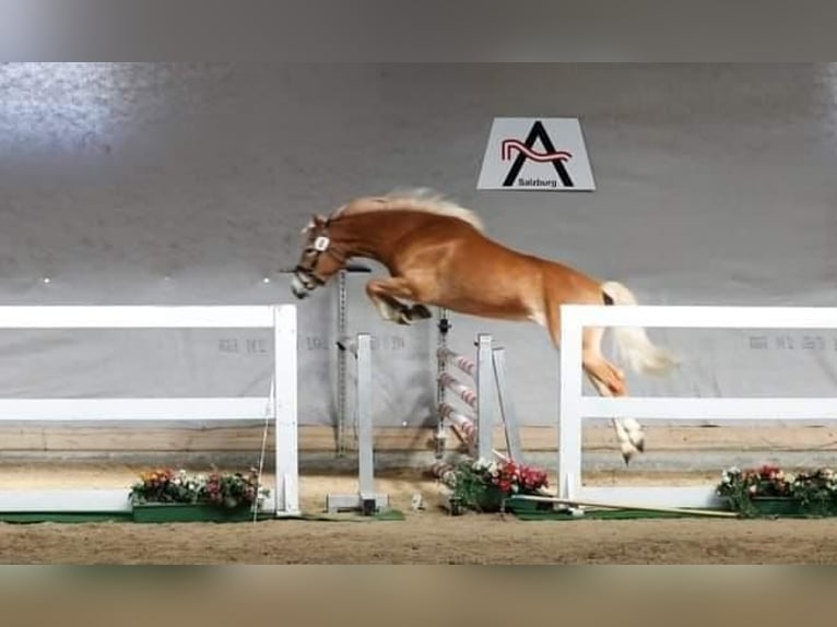 Haflinger Caballo castrado 2 años 150 cm Alazán in Bad Goisern