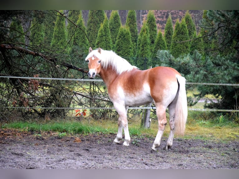 Haflinger Caballo castrado 2 años 150 cm Palomino in Brzozówka