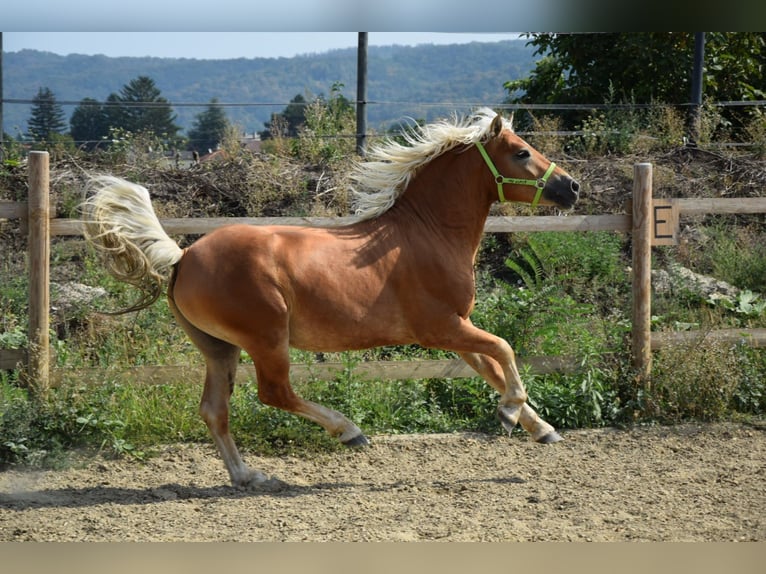 Haflinger Caballo castrado 2 años 151 cm Alazán in Wördern