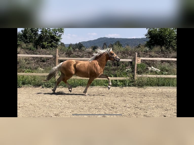 Haflinger Caballo castrado 2 años 151 cm Alazán in Wördern