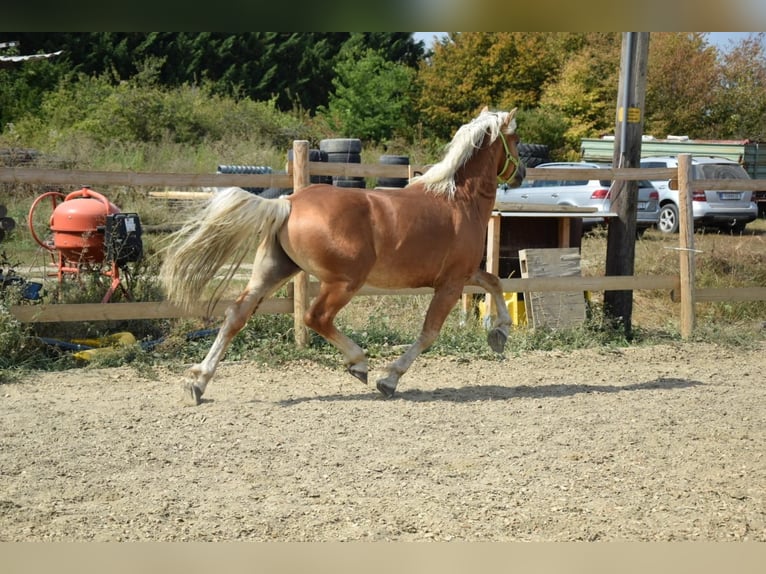 Haflinger Caballo castrado 2 años 151 cm Alazán in Wördern