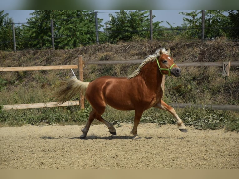 Haflinger Caballo castrado 2 años 151 cm Alazán in Wördern