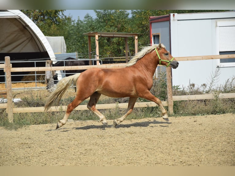 Haflinger Caballo castrado 2 años 151 cm Alazán in Wördern