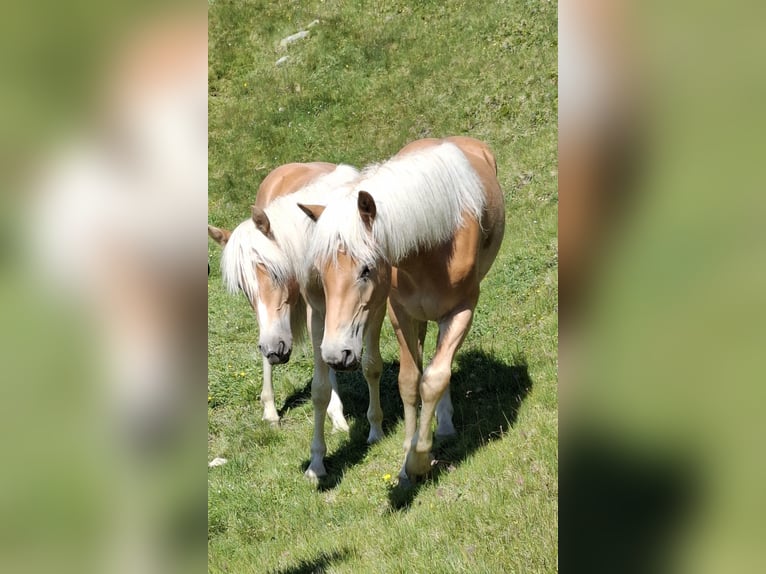 Haflinger Caballo castrado 2 años 152 cm Alazán in Nauders