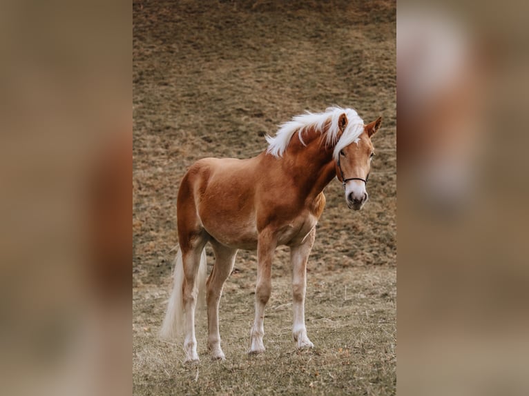 Haflinger Caballo castrado 2 años 152 cm Alazán in Nauders