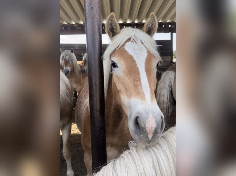 Haflinger Caballo castrado 2 años 152 cm Alazán in Trebbin