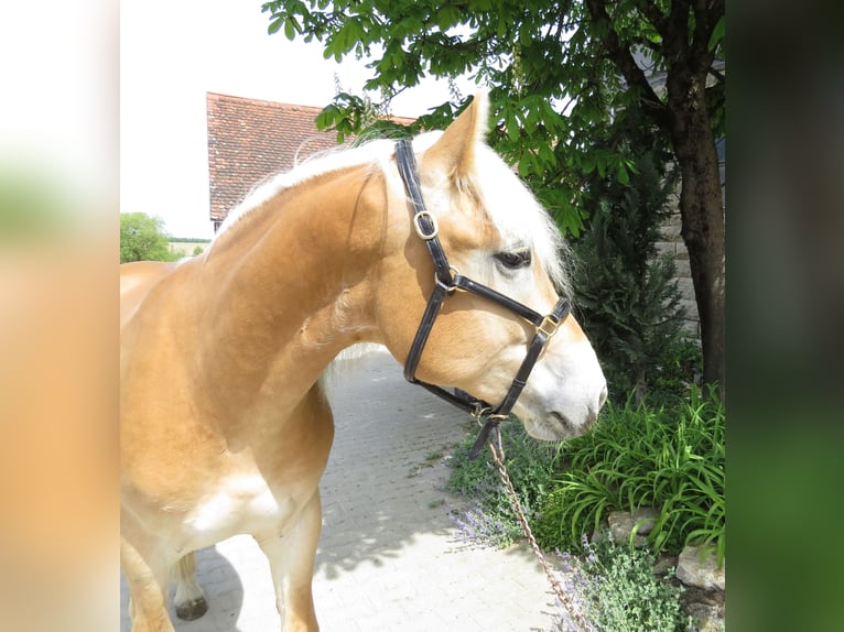 Haflinger Caballo castrado 2 años 153 cm Alazán in Schrozberg