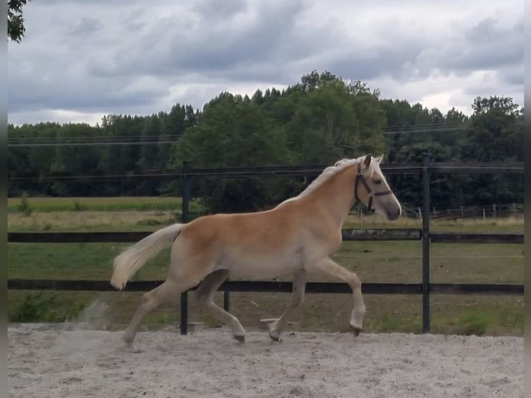 Haflinger Caballo castrado 2 años 155 cm Castaño claro in Steenbergen