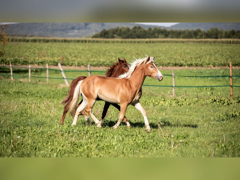 Haflinger Caballo castrado 2 años Alazán in Fritzlar