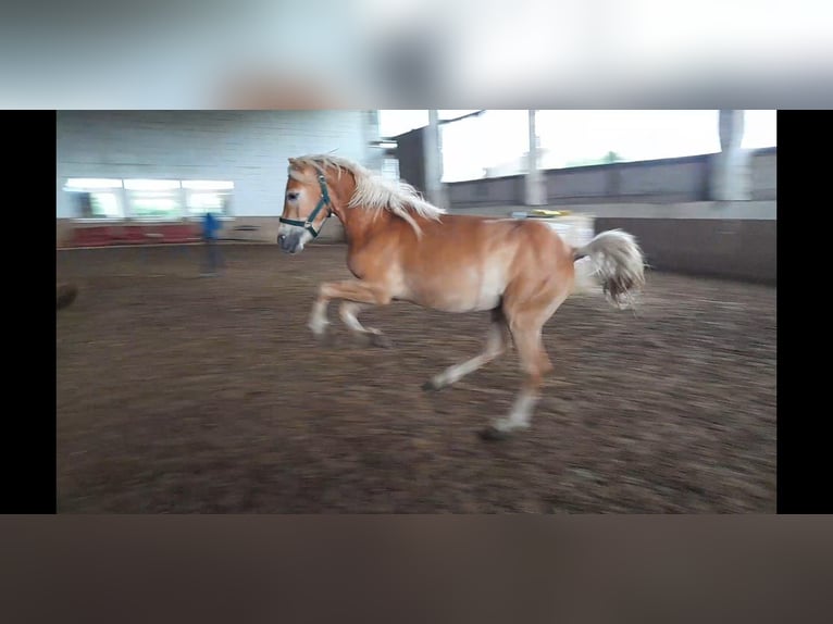 Haflinger Caballo castrado 2 años Alazán in Niederzier