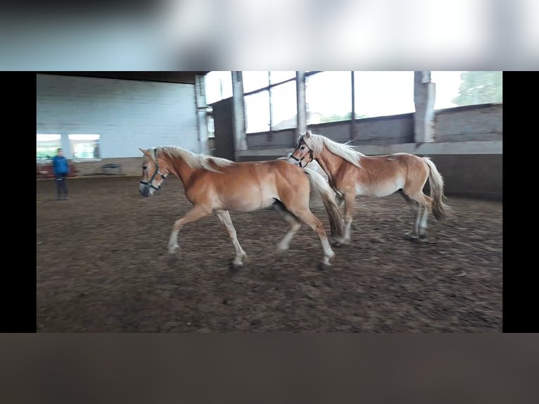 Haflinger Caballo castrado 2 años Alazán in Niederzier