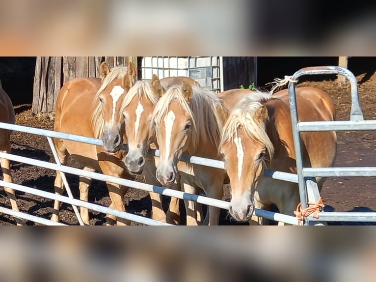 Haflinger Caballo castrado 2 años Alazán in Niederzier