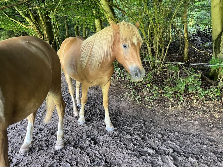 Haflinger Mestizo Caballo castrado 2 años in Hardegsen