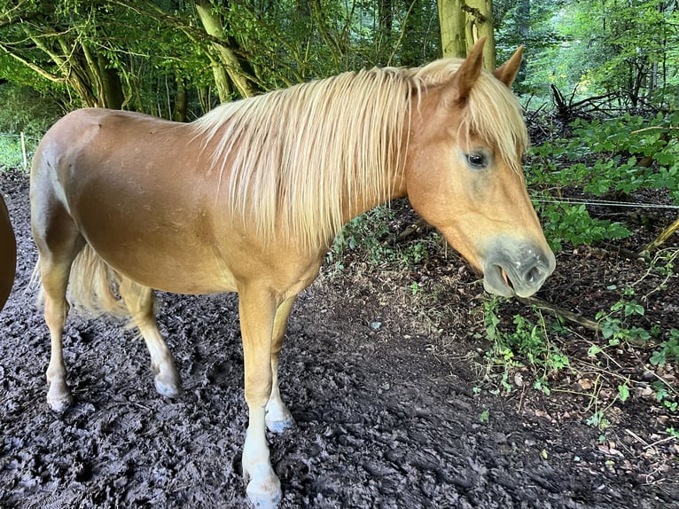 Haflinger Mestizo Caballo castrado 2 años in Hardegsen