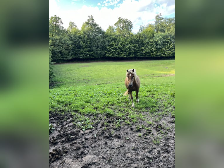 Haflinger Mestizo Caballo castrado 2 años in Hardegsen