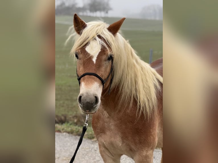 Haflinger Caballo castrado 3 años 140 cm Alazán in Sierning
