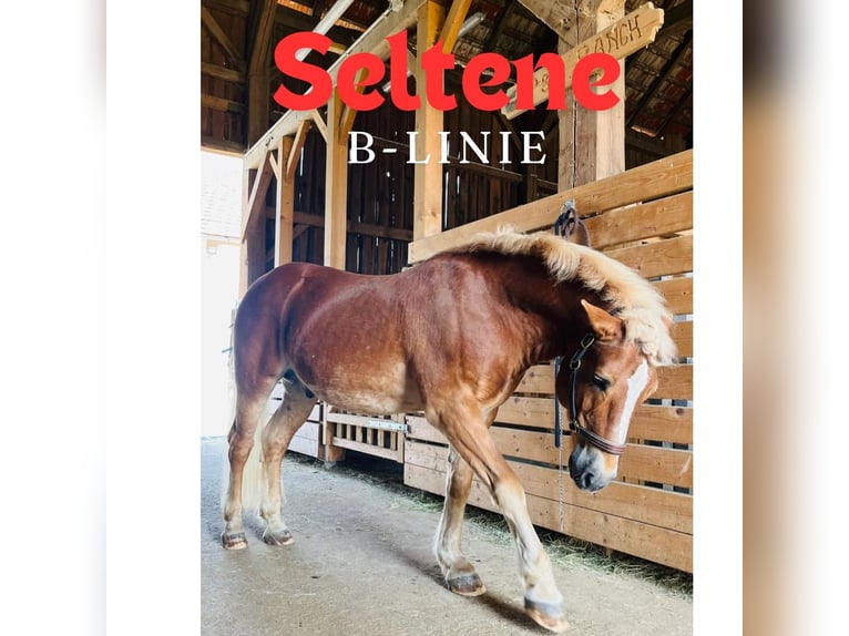 Haflinger Caballo castrado 3 años 140 cm Alazán in Sierning