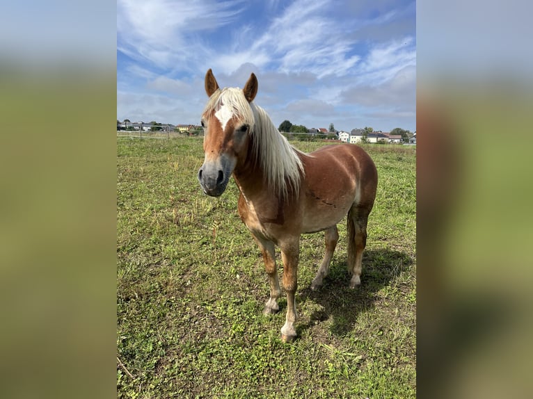 Haflinger Caballo castrado 3 años 140 cm Alazán in Sierning