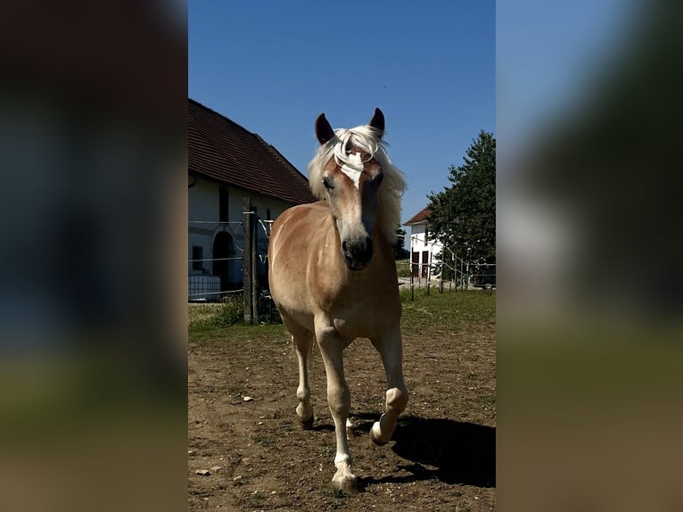Haflinger Caballo castrado 3 años 140 cm Alazán in Sierning