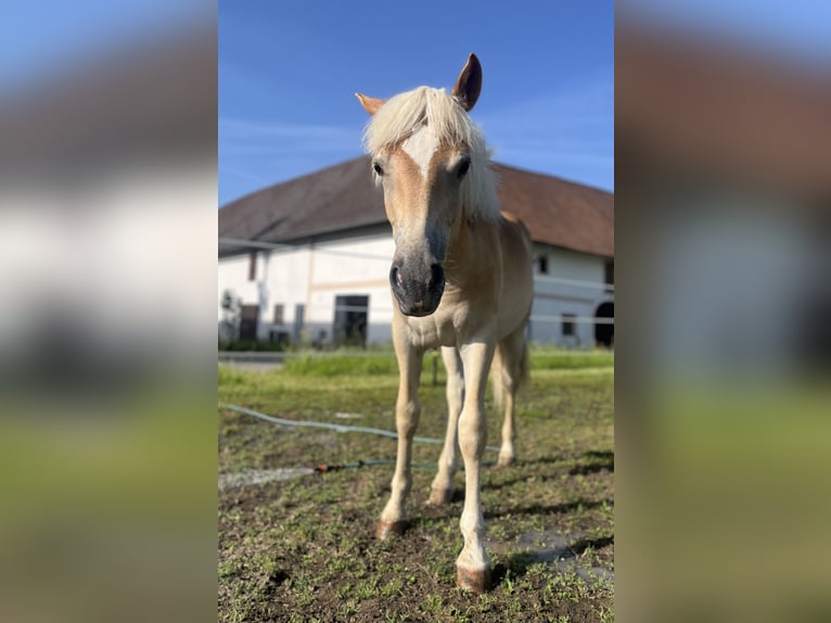 Haflinger Caballo castrado 3 años 140 cm Alazán in Sierning