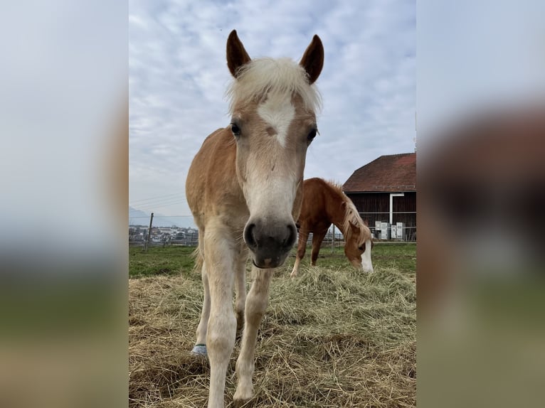 Haflinger Caballo castrado 3 años 140 cm Alazán in Sierning