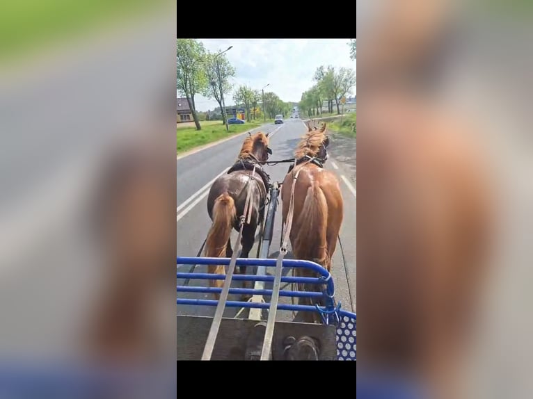 Haflinger Mestizo Caballo castrado 3 años 143 cm Alazán-tostado in Morsbach
