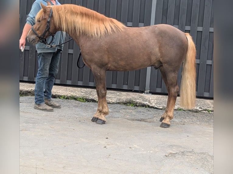 Haflinger Mestizo Caballo castrado 3 años 143 cm Alazán-tostado in Morsbach