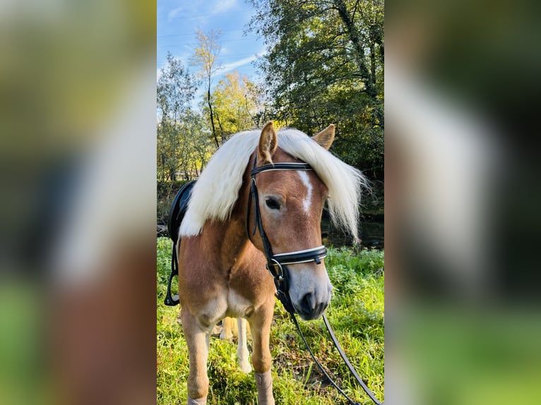 Haflinger Caballo castrado 3 años 143 cm Palomino in Boccaleone