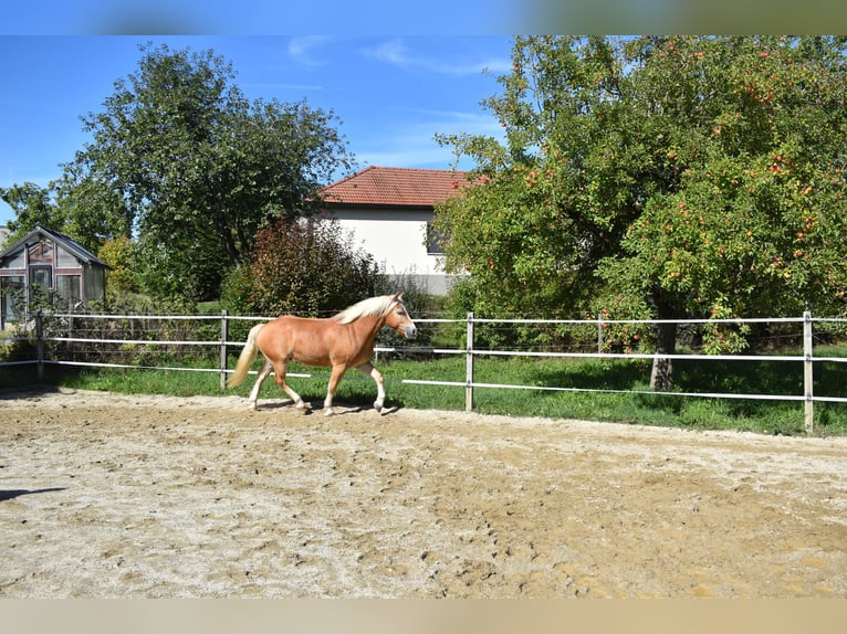 Haflinger Caballo castrado 3 años 144 cm Alazán in Waldzell
